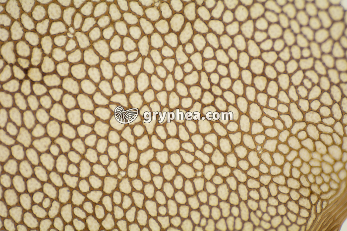 Cellules foliaires de Selaginelle x40 - gryphea.com